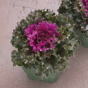 花 種 葉牡丹 F1クリスタルワイン タキイ種苗 プロ向け 家庭菜園 営利用 花のある暮らし 大量 生産 フラワー