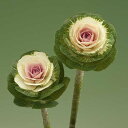 花 種 葉牡丹 F1晴姿SP タキイ種苗 プロ向け 家庭菜園 営利用 花のある暮らし 大量 生産 フラワー