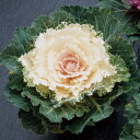 花 種 葉牡丹 F1白つぐみ タキイ種苗 プロ向け 家庭菜園 営利用 花のある暮らし 大量 生産 フラワー