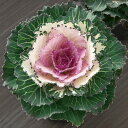 花 種 葉牡丹 F1つぐみ タキイ種苗 プロ向け 家庭菜園 営利用 花のある暮らし 大量 生産 フラワー