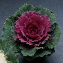 花 種 葉牡丹 F1紅つぐみ タキイ種苗 プロ向け 家庭菜園 営利用 花のある暮らし 大量 生産 フラワー