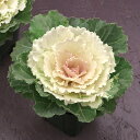 花 種 葉牡丹 F1白はと タキイ種苗 プロ向け 家庭菜園 営利用 花のある暮らし 大量 生産 フラワー
