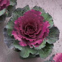 花 種 葉牡丹 F1改良紅はと タキイ種苗 プロ向け 家庭菜園 営利用 花のある暮らし 大量 生産 フラワー