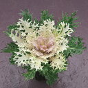花 種 葉牡丹 F1白くじゃく タキイ種苗 プロ向け 家庭菜園 営利用 花のある暮らし 大量 生産 フラワー