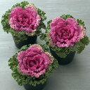 花 種 葉牡丹 F1紅つばめ タキイ種苗 プロ向け 家庭菜園 営利用 花のある暮らし 大量 生産 フラワー