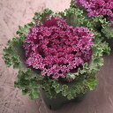 花 種 葉牡丹 F1紅すずめ タキイ種苗 プロ向け 家庭菜園 営利用 花のある暮らし 大量 生産 フラワー