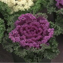 花 種 葉牡丹 F1紅かもめ タキイ種苗 プロ向け 家庭菜園 営利用 花のある暮らし 大量 生産 フラワー