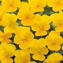 花 種 ビオラ F1ビビクリアイエローインプ タキイ種苗 プロ向け 家庭菜園 営利用 花のある暮らし 大量 生産 フラワー