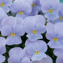 花 種 ビオラ F1ビビヘブンリーブルー タキイ種苗 プロ向け 家庭菜園 営利用 花のある暮らし 大量 生産 フラワー