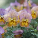 花 種 ビオラ F1ビビアプリコットアンティーク タキイ種苗 プロ向け 家庭菜園 営利用 花のある暮らし 大量 生産 フラワー