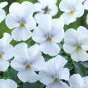 花 種 ビオラ F1ビビピュアホワイト タキイ種苗 プロ向け 家庭菜園 営利用 花のある暮らし 大量 生産 フラワー