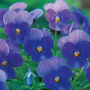 花 種 ビオラ F1ビビクリアオーシャン タキイ種苗 プロ向け 家庭菜園 営利用 花のある暮らし 大量 生産 フラワー