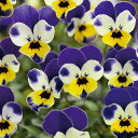花 種 ビオラ F1ビビトリカラー タキイ種苗 プロ向け 家庭菜園 営利用 花のある暮らし 大量 生産 フラワー