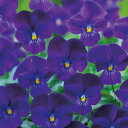 花 種 ビオラ F1ビビパープル タキイ種苗 プロ向け 家庭菜園 営利用 花のある暮らし 大量 生産 フラワー