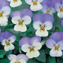 花 種 ビオラ F1ビビスパークブルー タキイ種苗 プロ向け 家庭菜園 営利用 花のある暮らし 大量 生産 フラワー