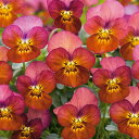 花 種 ビオラ F1フローラルパワーテラコッタ タキイ種苗 プロ向け 家庭菜園 営利用 花のある暮らし 大量 生産 フラワー