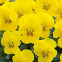花 種 ビオラ F1フローラルパワーイエローサプライズ タキイ種苗 プロ向け 家庭菜園 営利用 花のある暮らし 大量 生産 フラワー