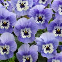 花 種 ビオラ F1フローラルパワーマリーナ タキイ種苗 プロ向け 家庭菜園 営利用 花のある暮らし 大量 生産 フラワー