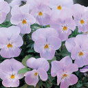 花 種 ビオラ F1フローラルパワー(スーパー)ソフトピンク タキイ種苗 プロ向け 家庭菜園 営利用 花のある暮らし 大量 生産 フラワー