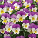 花 種 ビオラ F1フローラルパワーペルシアンピンク タキイ種苗 プロ向け 家庭菜園 営利用 花のある暮らし 大量 生産 フラワー