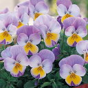 花 種 ビオラ F1フローラルパワー(スーパー)ローズウィング タキイ種苗 プロ向け 家庭菜園 営利用 花のある暮らし 大量 生産 フラワー
