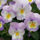 花 種 ビオラ F1フローラルパワーラベンダーピンク タキイ種苗 プロ向け 家庭菜園 営利用 花のある暮らし 大量 生産 フラワー