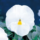花 種 パンジー F1ピカソクリアホワイト タキイ種苗 プロ向け 家庭菜園 営利用 花のある暮らし 大量 生産 フラワー