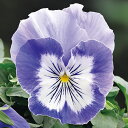 花 種 パンジー F1キャッツプラスマリーナ タキイ種苗 プロ向け 家庭菜園 営利用 花のある暮らし 大量 生産 フラワー