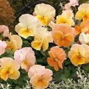 花 種 パンジー F1インペリアルアプリコットシェード タキイ種苗 プロ向け 家庭菜園 営利用 花のある暮らし 大量 生産 フラワー