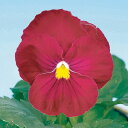 花 種 パンジー F1デルタピュアローズ タキイ種苗 プロ向け 家庭菜園 営利用 花のある暮らし 大量 生産 フラワー