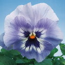 花 種 パンジー F1デルタプレミアムマリーナ タキイ種苗 プロ向け 家庭菜園 営利用 花のある暮らし 大量 生産 フラワー