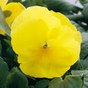 花 種 パンジー F1デルタプレミアムピュアレモン タキイ種苗 プロ向け 家庭菜園 営利用 花のある暮らし 大量 生産 フラワー