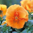 花 種 パンジー F1フリズルシズルオレンジ タキイ種苗 プロ向け 家庭菜園 営利用 花のある暮らし 大量 生産 フラワー