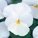 花 種 パンジー F1ナチュレホワイト タキイ種苗 プロ向け 家庭菜園 営利用 花のある暮らし 大量 生産 フラワー