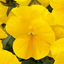 花 種 パンジー F1ナチュレクリアイエロー タキイ種苗 プロ向け 家庭菜園 営利用 花のある暮らし 大量 生産 フラワー