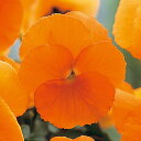 花 種 パンジー F1ナチュレトゥルーオレンジ タキイ種苗 プロ向け 家庭菜園 営利用 花のある暮らし 大量 生産 フラワー