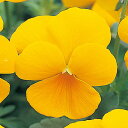 花 種 パンジー F1ナチュレイエロー タキイ種苗 プロ向け 家庭菜園 営利用 花のある暮らし 大量 生産 フラワー