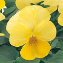 花 種 パンジー F1ナチュレクリアレモン タキイ種苗 プロ向け 家庭菜園 営利用 花のある暮らし 大量 生産 フラワー