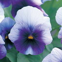 花 種 パンジー F1ナチュレビーコンインプ タキイ種苗 プロ向け 家庭菜園 営利用 花のある暮らし 大量 生産 フラワー