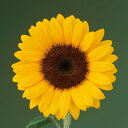 花 種 ひまわり F1サマーサンリッチオレンジ45 タキイ種苗 プロ向け 家庭菜園 営利用 花のある暮らし 大量 生産 フラワー
