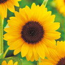 花 種 ひまわり F1サンリッチオレンジ50 タキイ種苗 プロ向け 家庭菜園 営利用 花のある暮らし 大量 生産 フラワー