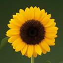 花 種 ひまわり F1DMRサンリッチオレンジ タキイ種苗 プロ向け 家庭菜園 営利用 花のある暮らし 大量 生産 フラワー