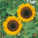 花 種 ひまわり 太陽 タキイ種苗 プロ向け 家庭菜園 営利用 花のある暮らし 大量 生産 フラワー