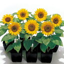 花 種 ひまわり ビッグスマイル タキイ種苗 プロ向け 家庭菜園 営利用 花のある暮らし 大量 生産 フラワー