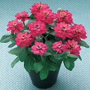 花 種 百日草 ベリーズダブルチェリー(TZ1064) タキイ種苗 プロ向け 家庭菜園 営利用 花のある暮らし 大量 生産 フラワー