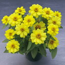 花 種 百日草 ベリーズダブルイエロー タキイ種苗 プロ向け 家庭菜園 営利用 花のある暮らし 大量 生産 フラワー