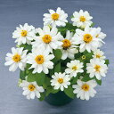 花 種 百日草 ベリーズダブルホワイト タキイ種苗 プロ向け 家庭菜園 営利用 花のある暮らし 大量 生産 フラワー