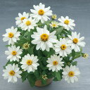 花 種 百日草 ベリーズホワイト タキイ種苗 プロ向け 家庭菜園 営利用 花のある暮らし 大量 生産 フラワー
