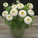 花 種 百日草 F1プレシオーサホワイト タキイ種苗 プロ向け 家庭菜園 営利用 花のある暮らし 大量 生産 フラワー