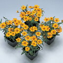 花 種 百日草 プチランドイエロー タキイ種苗 プロ向け 家庭菜園 営利用 花のある暮らし 大量 生産 フラワー
